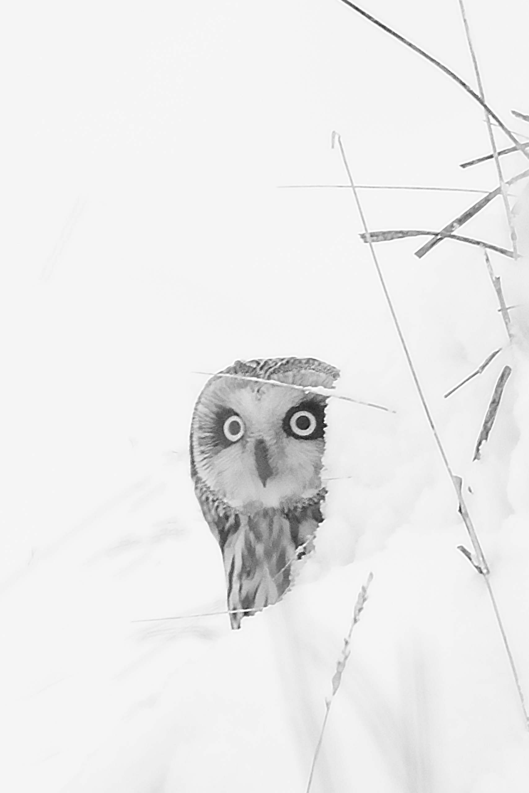 04_Owl-web
